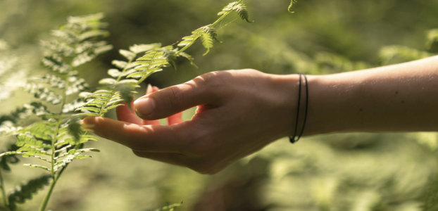 Workshop Waldgeflüster – Hand berührt Farnblatt im Wald